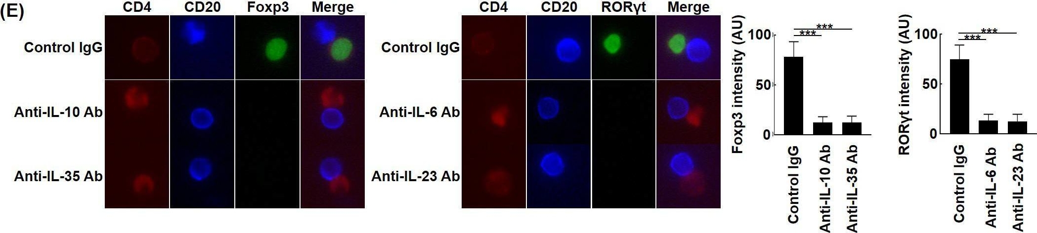 Detection of IL-10 by Immunocytochemistry/ Immunofluorescence