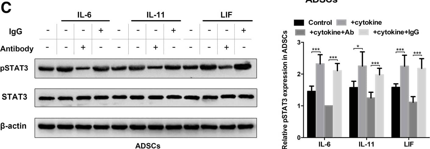 Detection of Human IL-11 by Western Blot