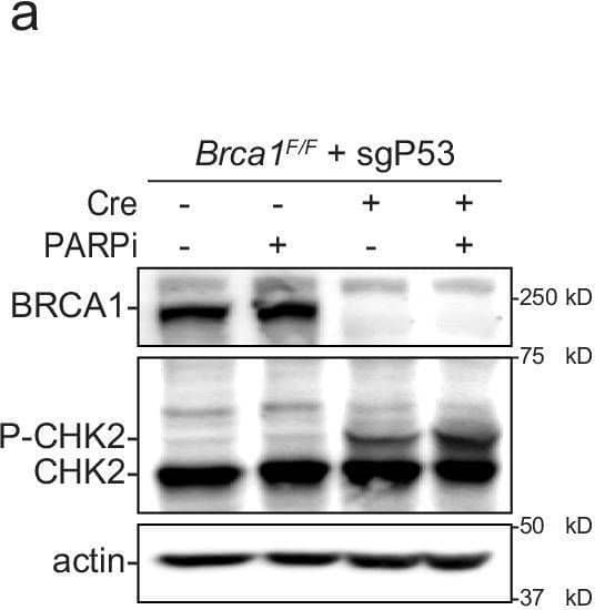 Detection of BRCA1 C-Terminus by Western Blot
