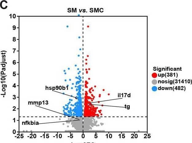 Detection of IL-17D by Flow Cytometry