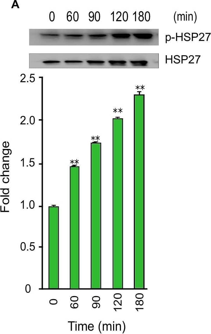 Detection of Phospho-HSP27 (S78/S82) by Western Blot
