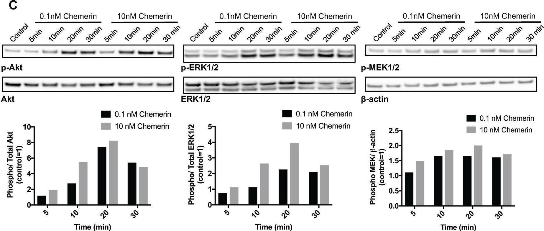 Detection of Chemerin by Western Blot