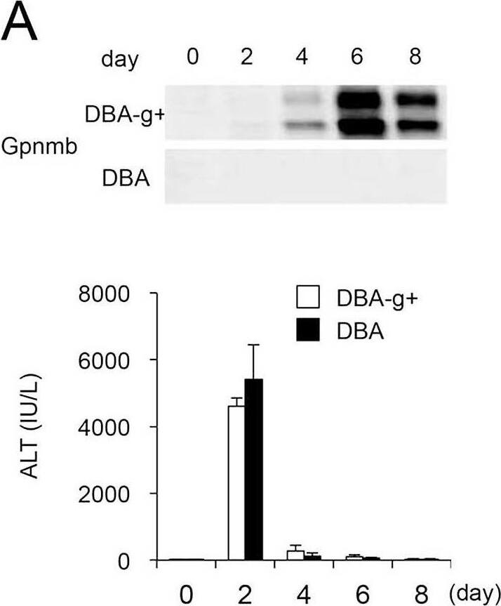 Detection of Osteoactivin/GPNMB by Western Blot