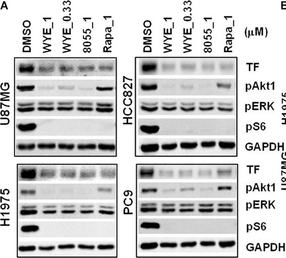 Detection of Coagulation Factor III/Tissue Factor by Western Blot