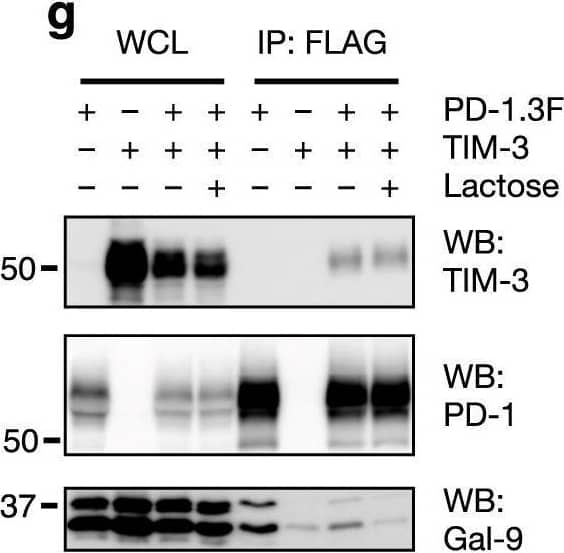 Detection of TIM-3 by Western Blot