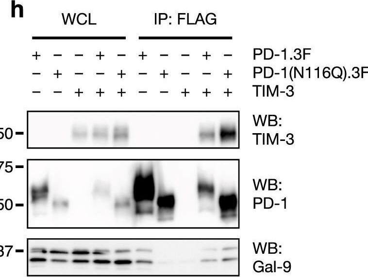Detection of TIM-3 by Western Blot