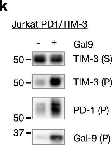 Detection of TIM-3 by Western Blot