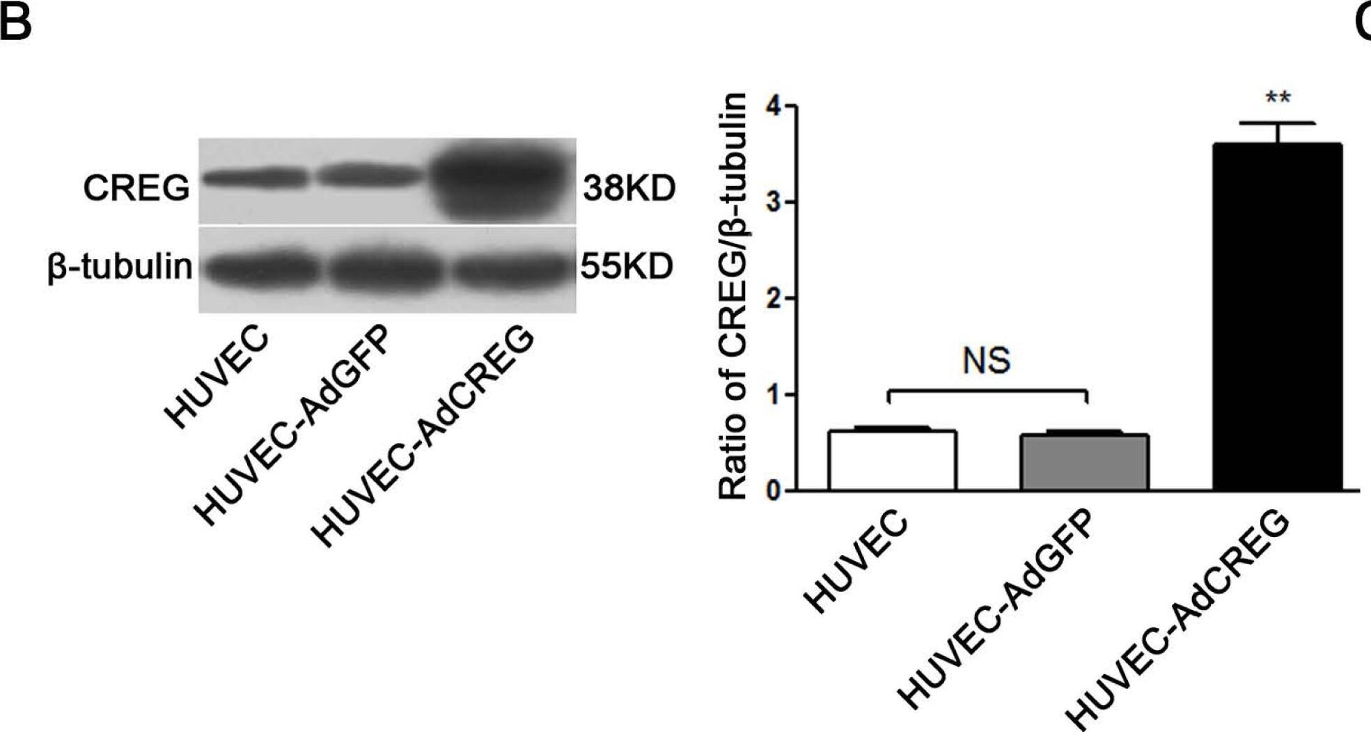 Detection of Human CREG by Western Blot