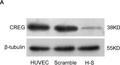 Detection of Human CREG by Western Blot