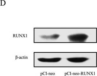 Detection of Porcine RUNX1/CBFA2 by Western Blot