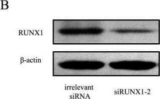 Detection of Porcine RUNX1/CBFA2 by Western Blot