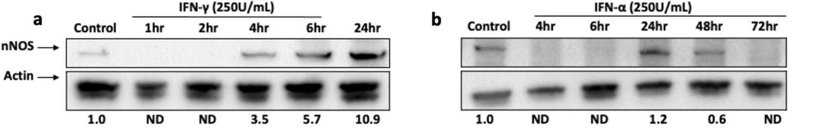 nNOS Antibody (60718) - Azide and BSA Free