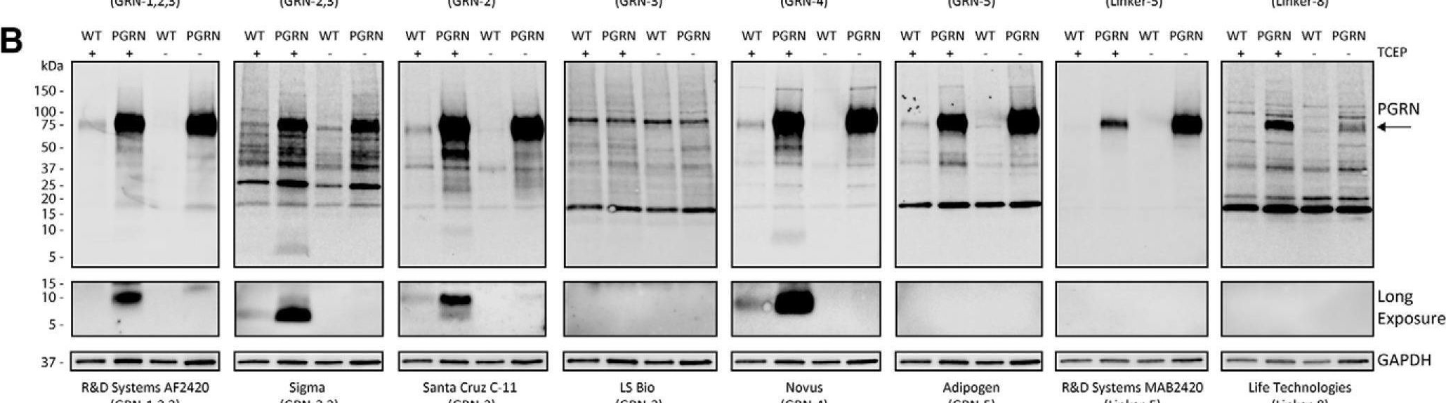 Detection of Human Progranulin/PGRN by Western Blot