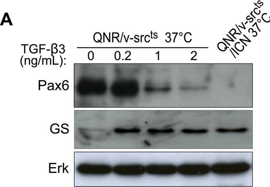 Detection of Coturnix japonica TGF-beta 3 by Western Blot