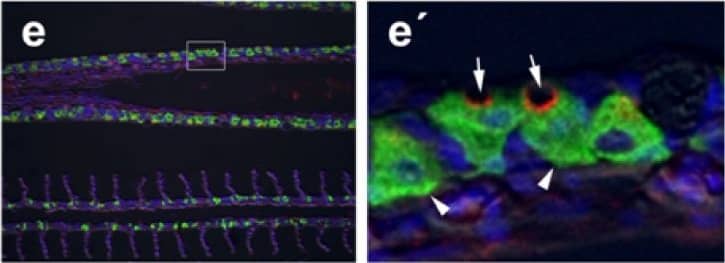 Detection of Fish CFTR by Immunocytochemistry/Immunofluorescence