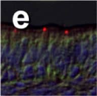Detection of Fish CFTR by Immunocytochemistry/Immunofluorescence