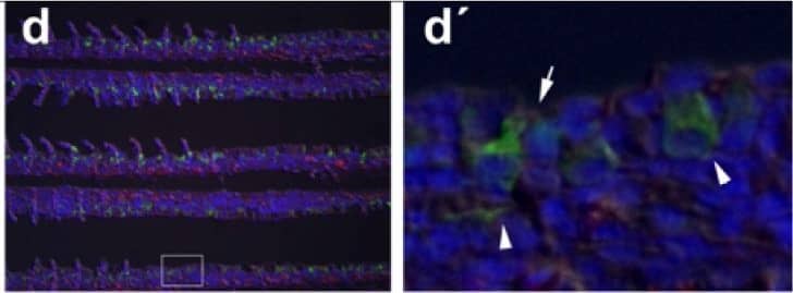 Detection of Fish CFTR by Immunocytochemistry/Immunofluorescence