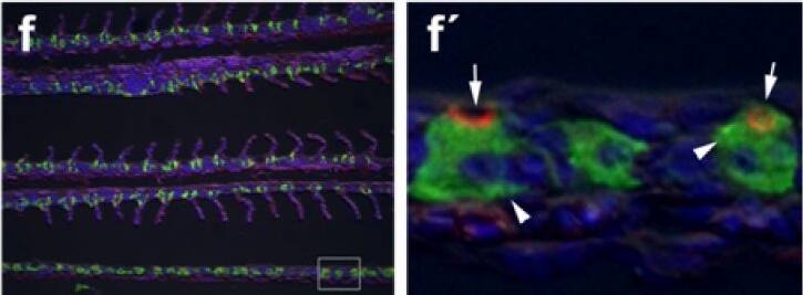 Detection of Fish CFTR by Immunocytochemistry/Immunofluorescence