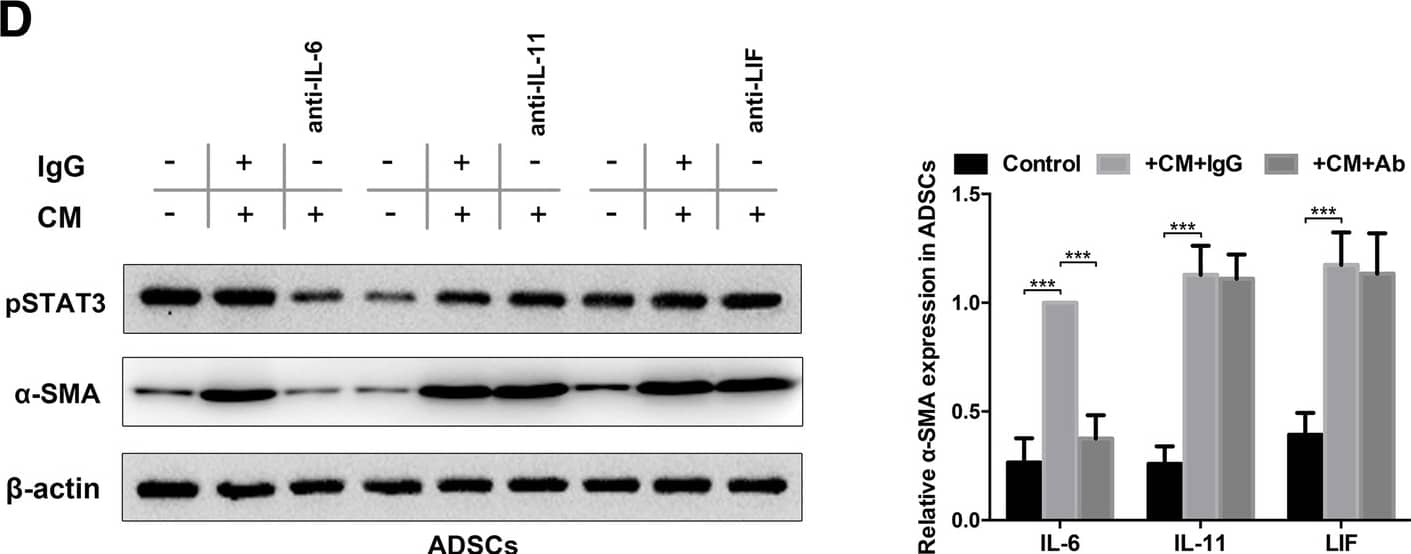 Detection of Human LIF by Western Blot