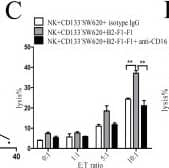 Detection of Human Fc gamma RIII (CD16) by Functional