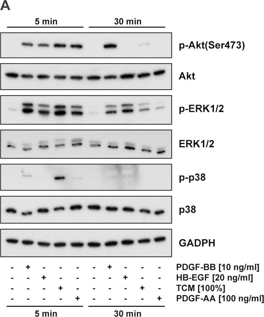 Detection of HB-EGF by Western Blot