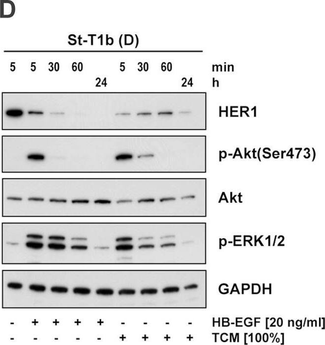 Detection of HB-EGF by Western Blot