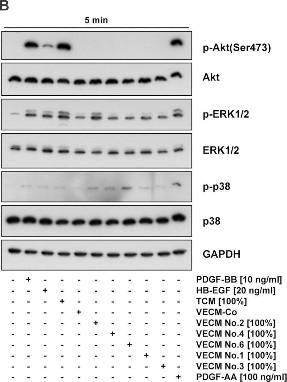 Detection of HB-EGF by Western Blot