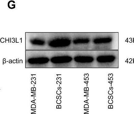 Detection of Chitinase 3-like 1/YKL-40 by Western Blot