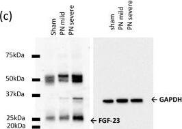 Detection of Rat FGF-23 by Western Blot
