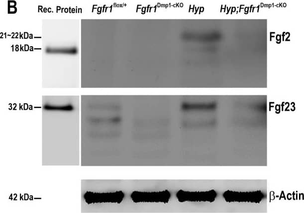 Detection of Mouse FGF-23 by Western Blot