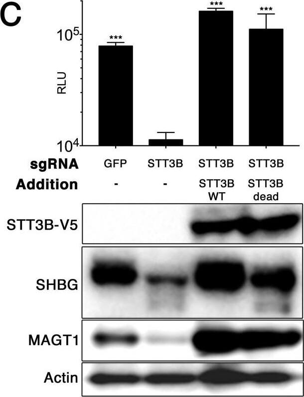 Detection of Human SHBG by Western Blot