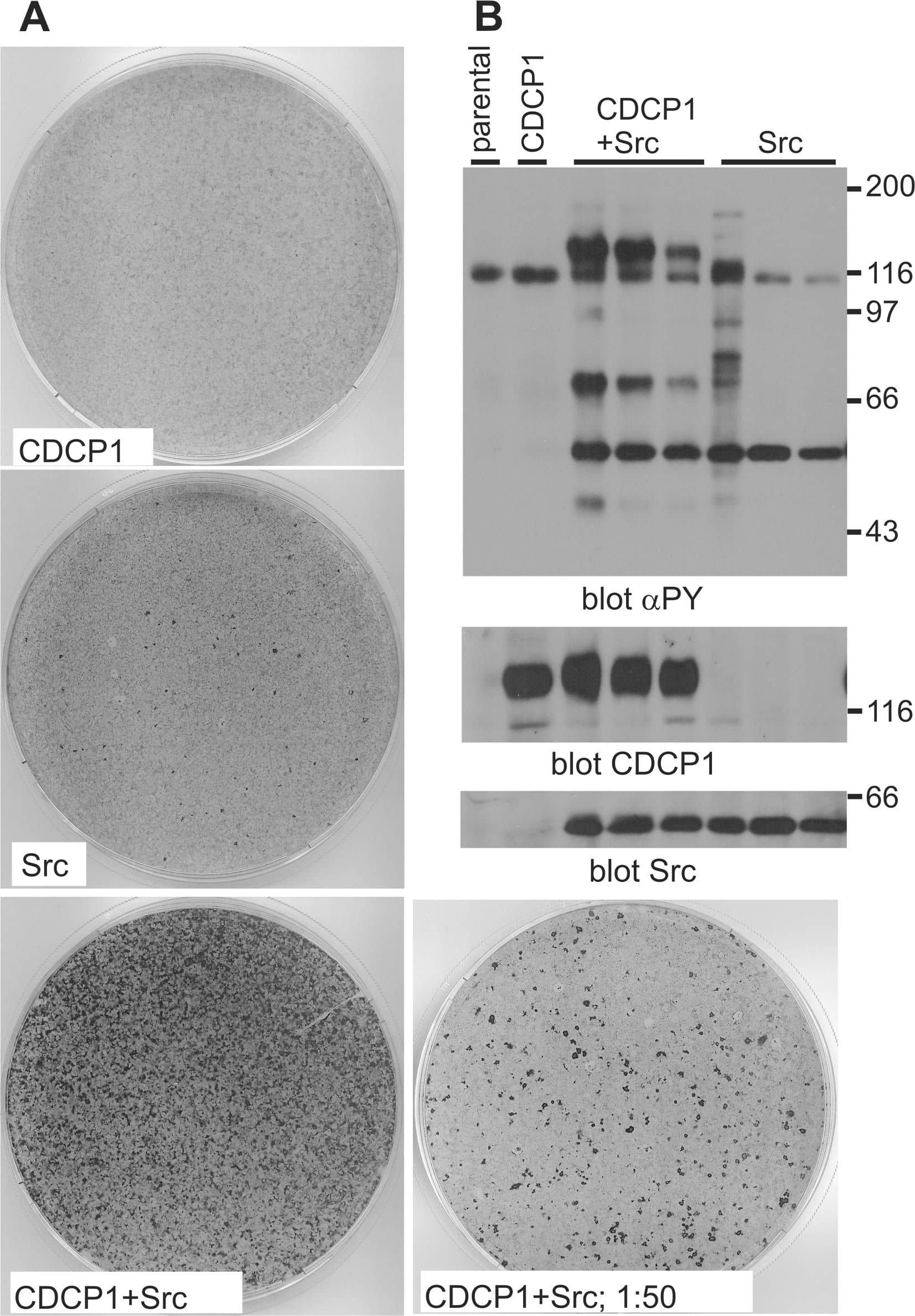 Detection of CDCP1 by Western Blot