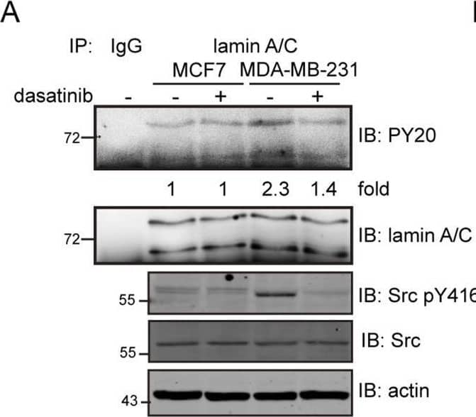 Detection of Phospho-Src (Y416) by Western Blot