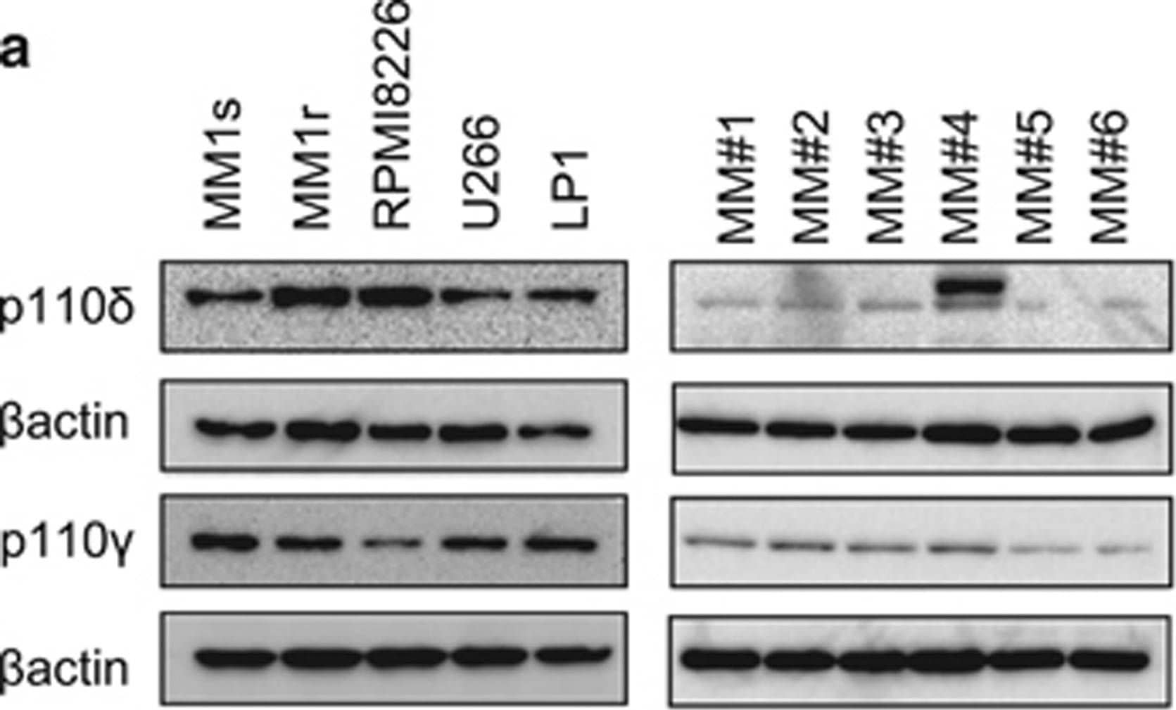 Detection of Human PI 3-Kinase p110 delta by Western Blot