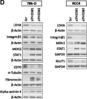 Detection of CD27 Ligand/TNFSF7 by Western Blot