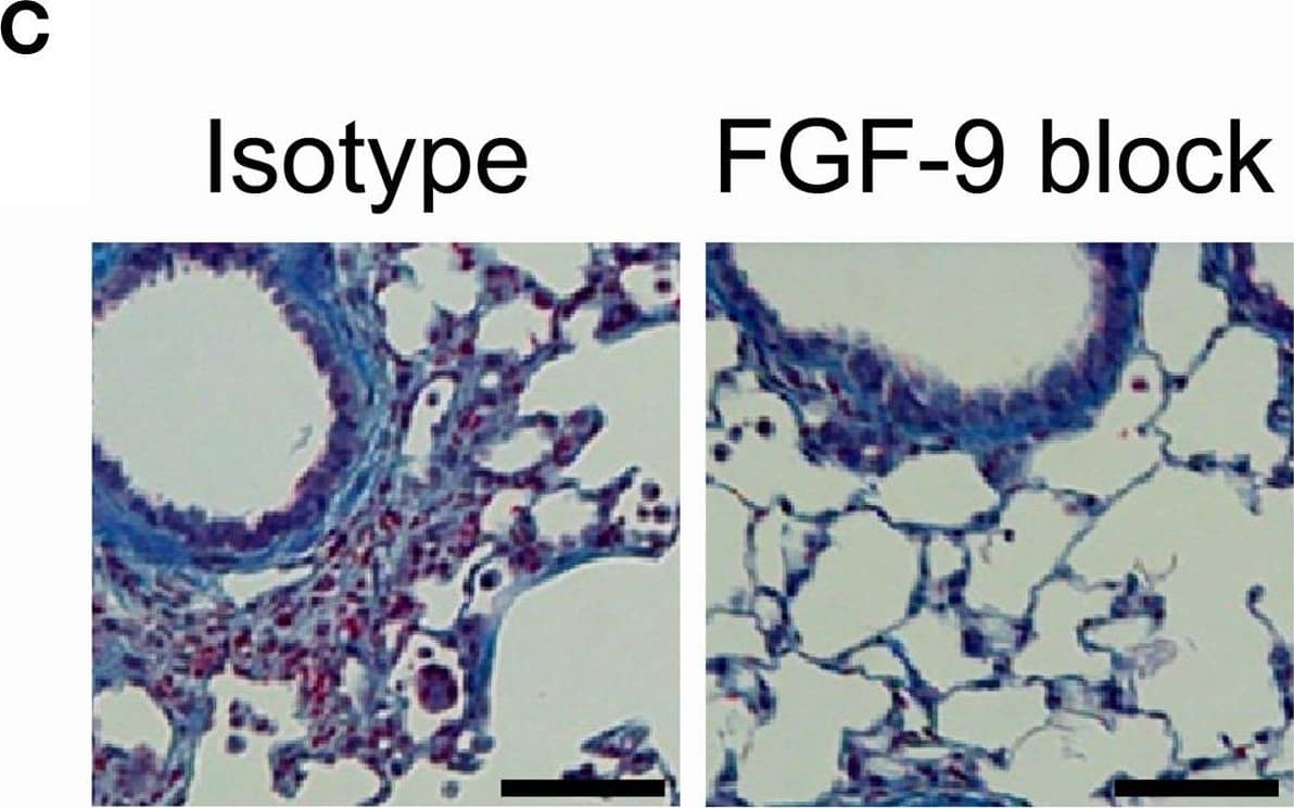 Detection of FGF-9 by Immunohistochemistry