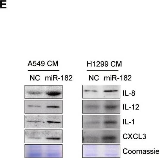 Detection of CXCL1/2/3/GRO Pan Specific by Western Blot
