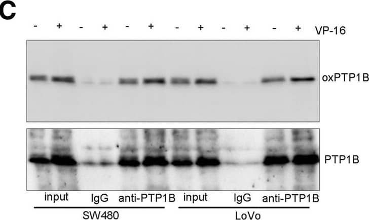 Detection of Human Oxidized PTP Active Site by Western Blot