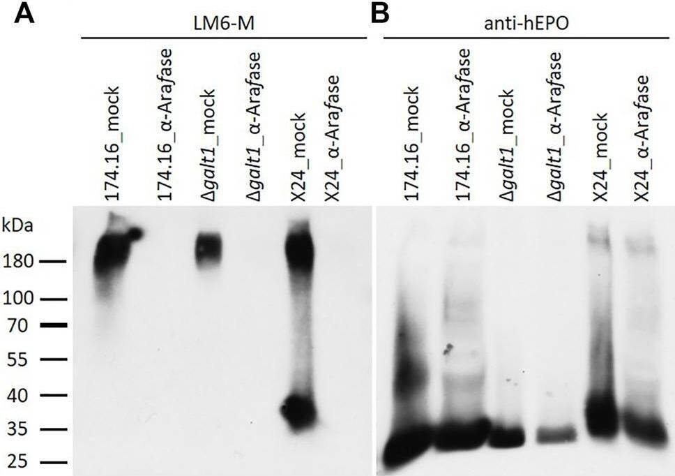 Detection of Erythropoietin/EPO by Western Blot