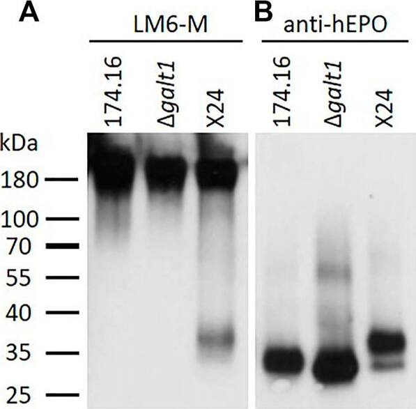 Detection of Erythropoietin/EPO by Western Blot
