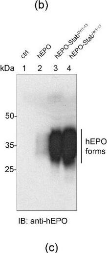 Detection of Erythropoietin/EPO by Western Blot