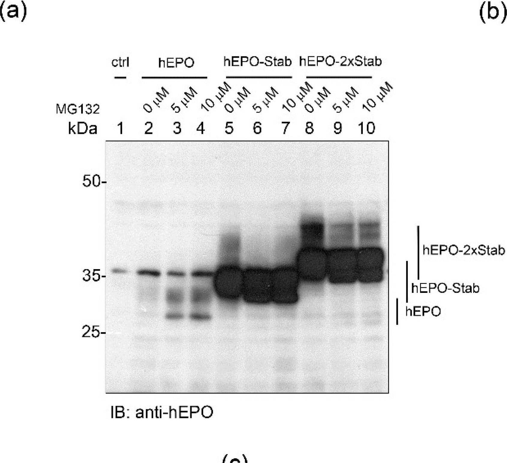 Detection of Erythropoietin/EPO by Western Blot