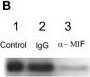 Detection of MIF by Western Blot