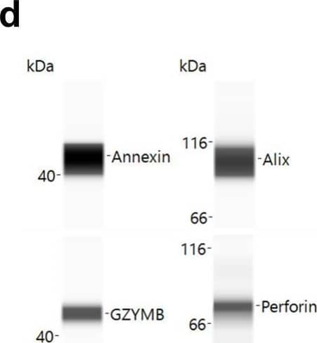 Detection of Human Granzyme B by Simple Western