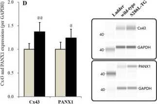GAPDH Antibody Simple Western: GAPDH Antibody [NB300-327] -