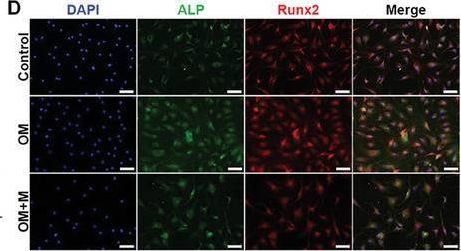 Detection of Alkaline Phosphatase/ALPL by Immunocytochemistry/ Immunofluorescence
