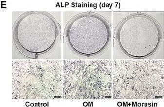 Detection of Alkaline Phosphatase/ALPL by Immunohistochemistry