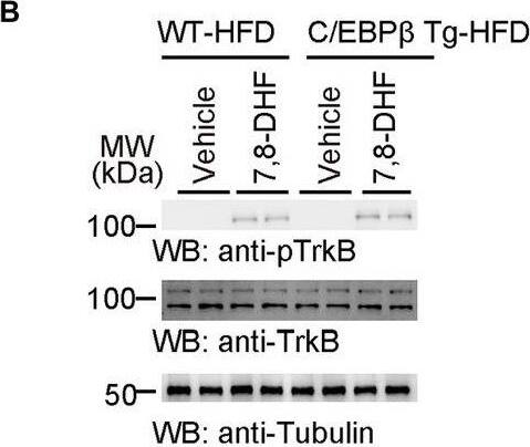 Detection of Mouse TrkB by Western Blot