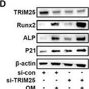 Detection of Alkaline Phosphatase/ALPL by Western Blot