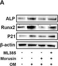 Detection of Alkaline Phosphatase/ALPL by Western Blot